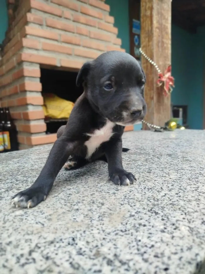 Cachorro raça SRD-ViraLata idade 2 a 6 meses nome Grécia