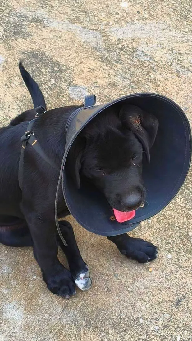Cachorro raça SRD-ViraLata idade 2 a 6 meses nome Grécia