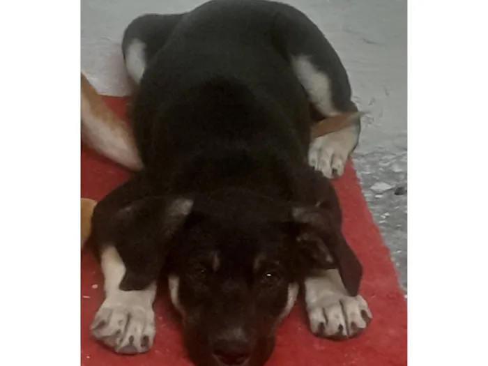 Cachorro raça SRD-ViraLata idade 2 a 6 meses nome Max e duque