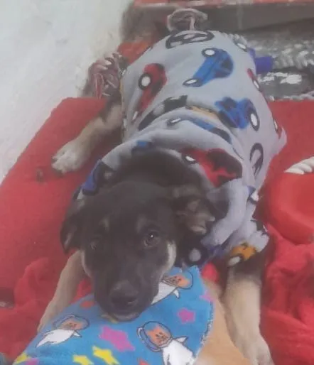 Cachorro raça SRD-ViraLata idade 2 a 6 meses nome Max e duque