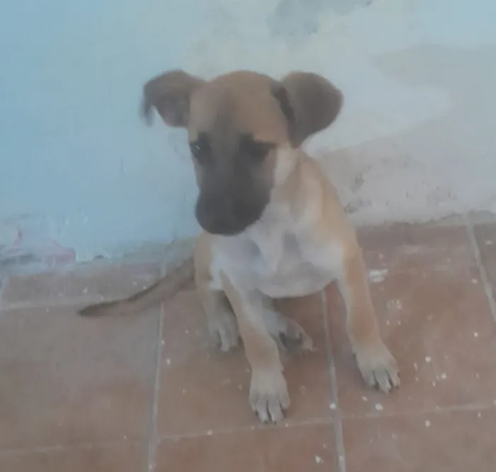 Cachorro raça SRD-ViraLata idade 2 a 6 meses nome Max e duque