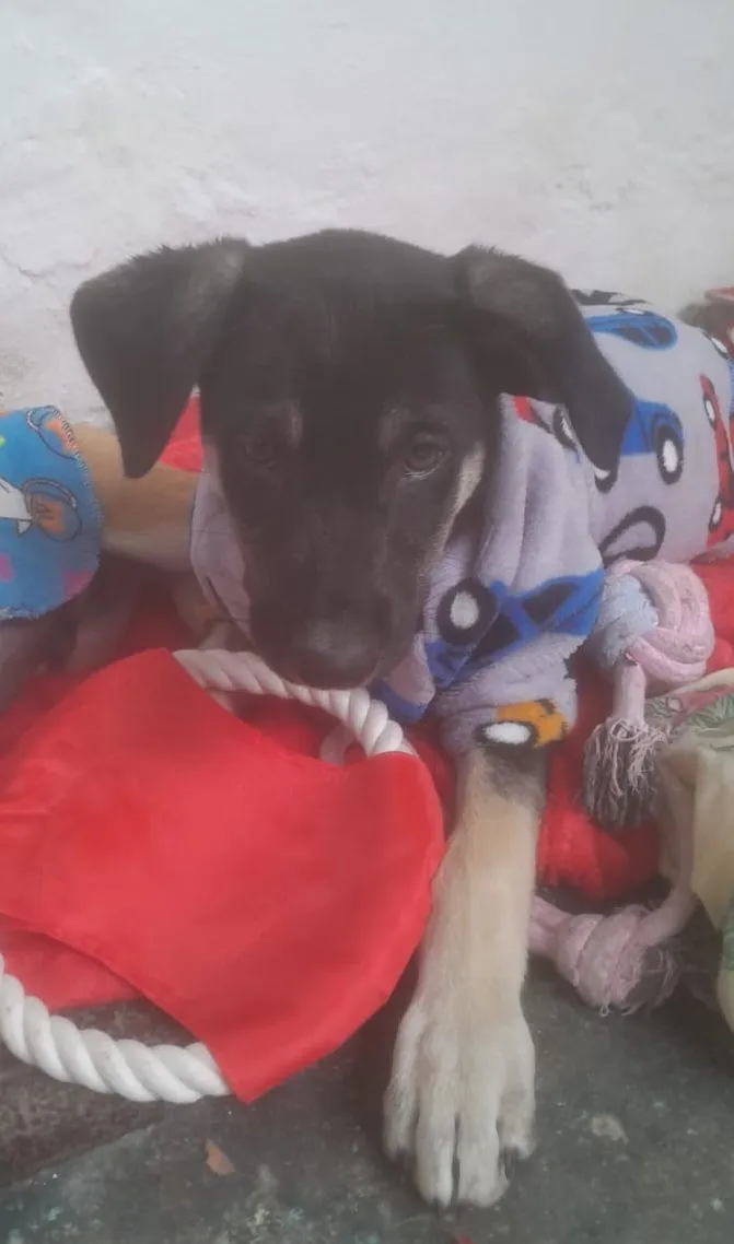 Cachorro raça SRD-ViraLata idade 2 a 6 meses nome Max e duque