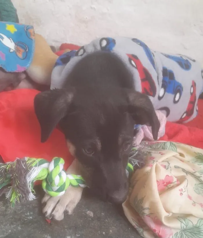 Cachorro raça SRD-ViraLata idade 2 a 6 meses nome Max e duque