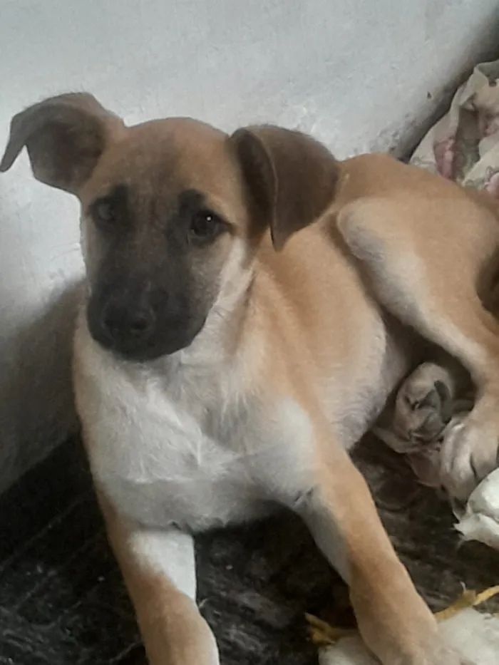 Cachorro raça SRD-ViraLata idade 2 a 6 meses nome Max e duque