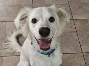 Cachorro raça SRD-ViraLata idade 7 a 11 meses nome Asla