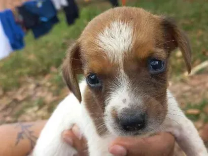 Cachorro raça SRD-ViraLata idade Abaixo de 2 meses nome pituca