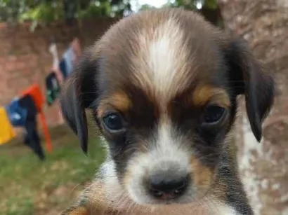 Cachorro raça SRD-ViraLata idade Abaixo de 2 meses nome pretinha