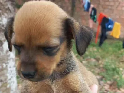 Cachorro raça SRD-ViraLata idade Abaixo de 2 meses nome Pandora 