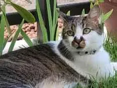 Gato raça SRD-ViraLata idade 6 ou mais anos nome Chaplin