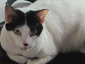 Gato raça SRD-ViraLata idade 6 ou mais anos nome Ana Katarina