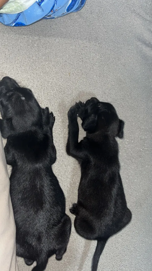 Cachorro raça SRD-ViraLata idade Abaixo de 2 meses nome Não tem nome 