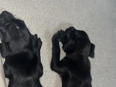 Cachorro raça SRD-ViraLata idade Abaixo de 2 meses nome Não tem nome 