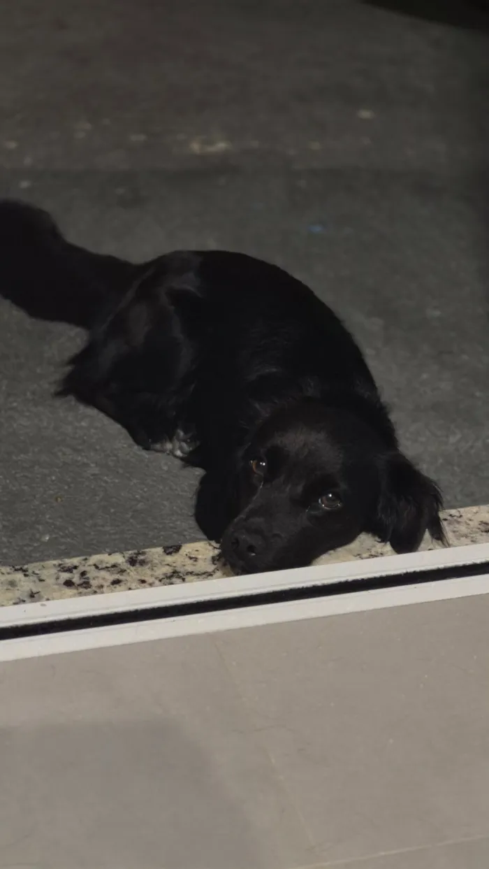 Cachorro raça SRD-ViraLata idade 1 ano nome Amora