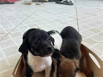 Cachorro raça SRD-ViraLata idade Abaixo de 2 meses nome sem nome