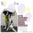 Gigi