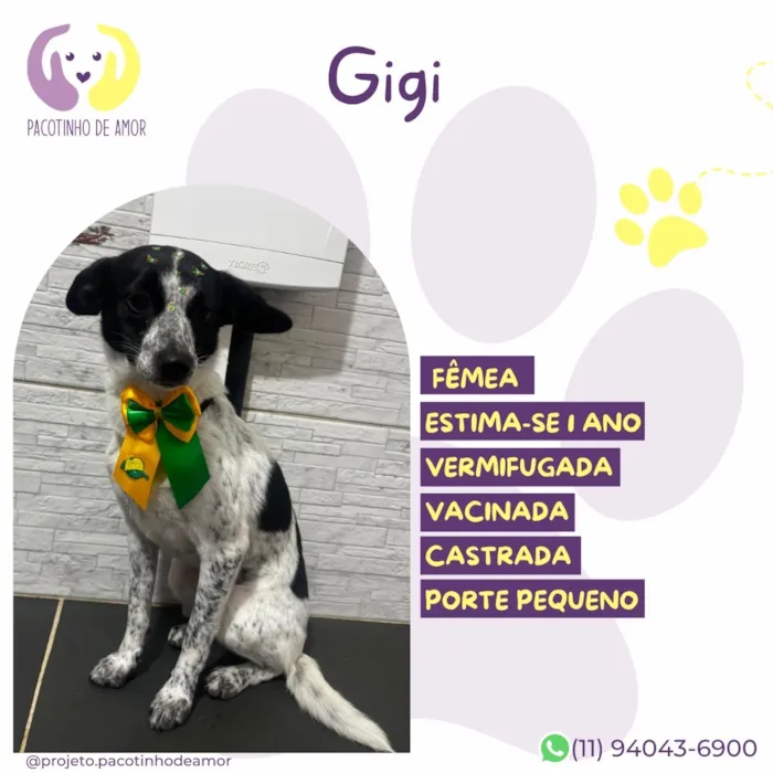 Cachorro raça SRD-ViraLata idade 1 ano nome Gigi