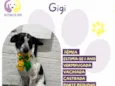 Gigi