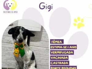 Cachorro raça SRD-ViraLata idade 1 ano nome Gigi