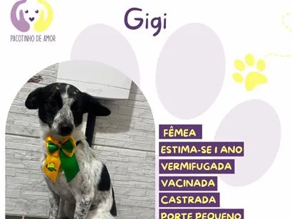 Cachorro raça SRD-ViraLata idade 1 ano nome Gigi