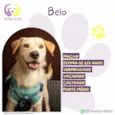 Belo