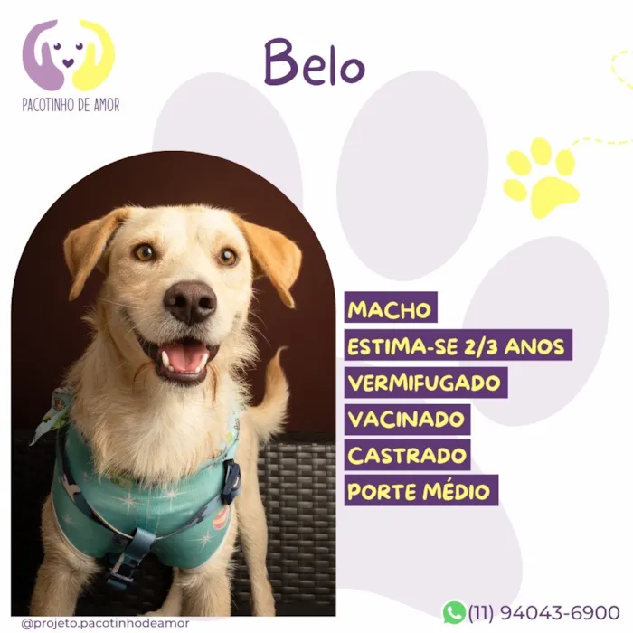 Cachorro raça SRD-ViraLata idade 2 a 6 meses nome Belo