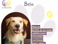Belo