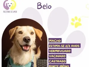 Cachorro raça SRD-ViraLata idade 2 a 6 meses nome Belo