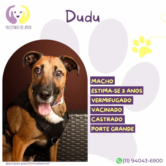 Cachorro raça SRD-ViraLata idade 3 anos nome Dudu