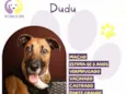 Dudu
