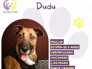 Cachorro raça SRD-ViraLata idade 3 anos nome Dudu