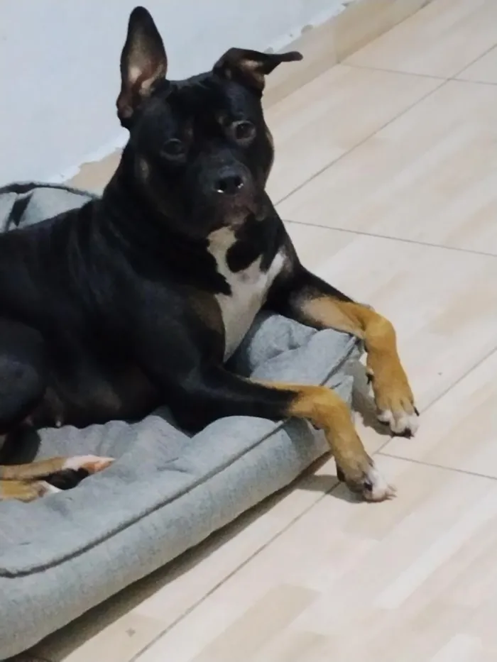 Cachorro raça SRD-ViraLata idade 1 ano nome Stitch 