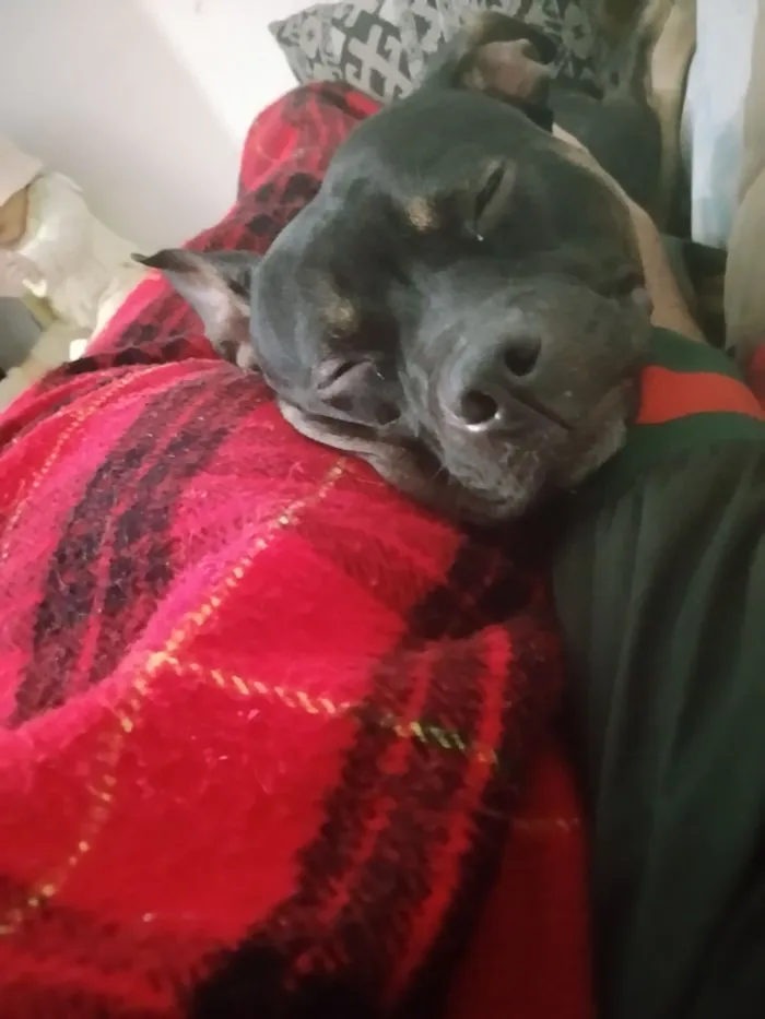 Cachorro raça SRD-ViraLata idade 1 ano nome Stitch 