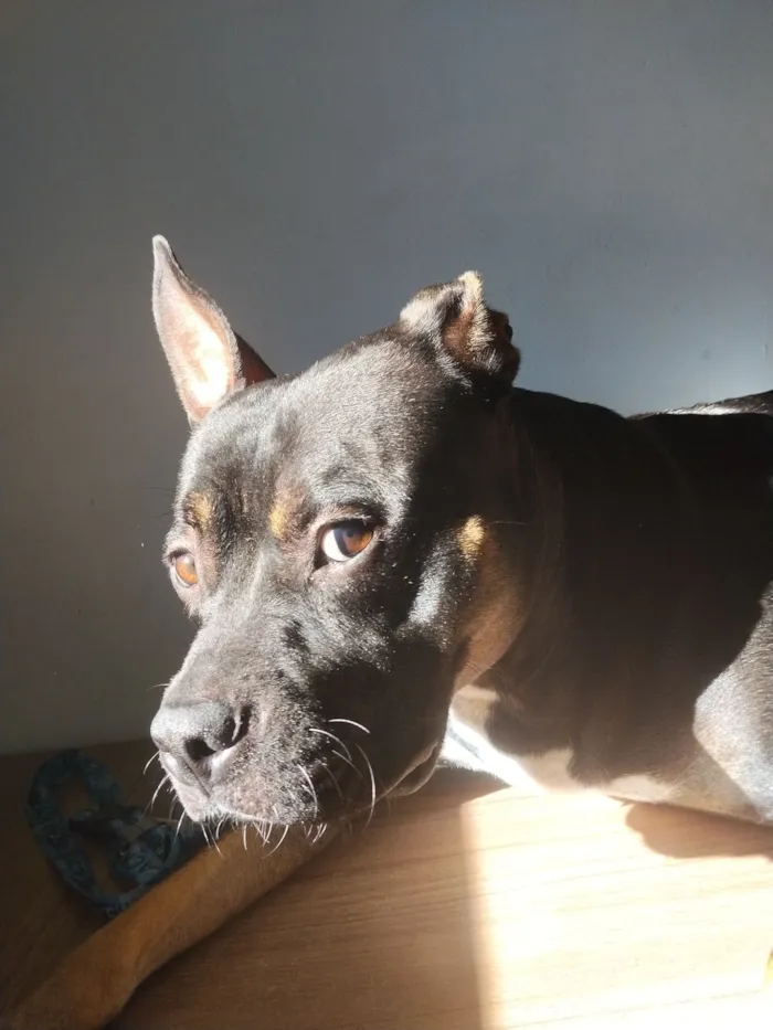 Cachorro raça SRD-ViraLata idade 1 ano nome Stitch 