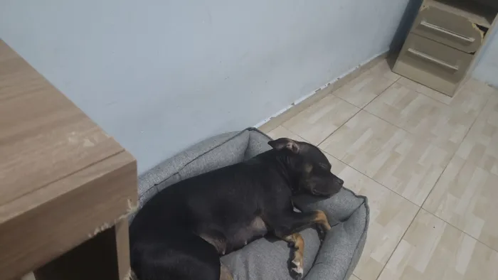 Cachorro raça SRD-ViraLata idade 1 ano nome Stitch 