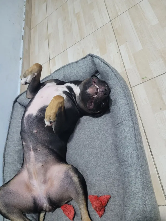 Cachorro raça SRD-ViraLata idade 1 ano nome Stitch 