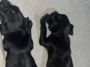 Cachorro raça SRD-ViraLata idade Abaixo de 2 meses nome Não tem nome 