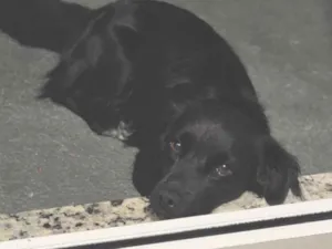 Cachorro raça SRD-ViraLata idade 1 ano nome Amora