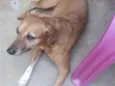 Frida