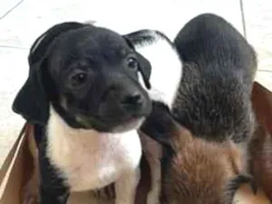 Cachorro raça SRD-ViraLata idade Abaixo de 2 meses nome sem nome