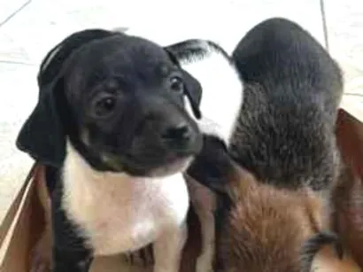 Cachorro raça SRD-ViraLata idade Abaixo de 2 meses nome sem nome