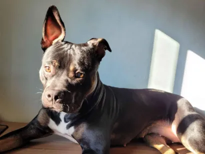 Cachorro raça SRD-ViraLata idade 1 ano nome Stitch 