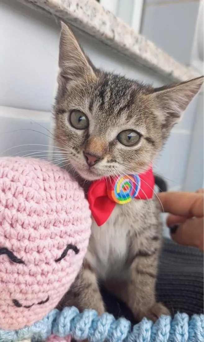 Gato raça SRD-ViraLata idade 2 a 6 meses nome BEBEL
