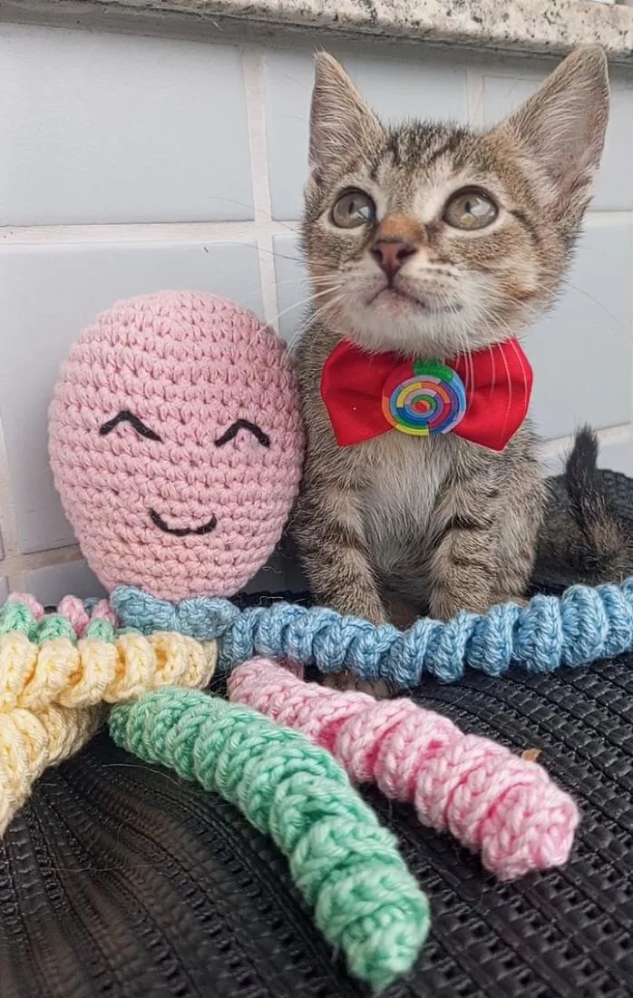 Gato raça SRD-ViraLata idade 2 a 6 meses nome BEBEL