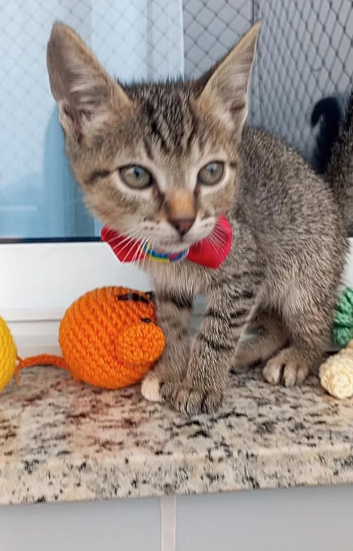 Gato raça SRD-ViraLata idade 2 a 6 meses nome BEBEL