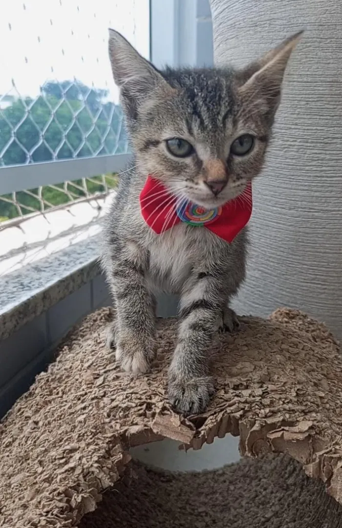 Gato raça SRD-ViraLata idade 2 a 6 meses nome BEBEL