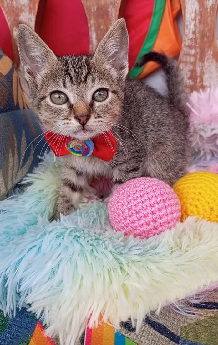Gato raça SRD-ViraLata idade 2 a 6 meses nome BEBEL