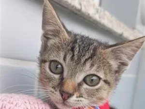 Gato raça SRD-ViraLata idade 2 a 6 meses nome BEBEL