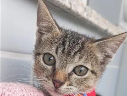 Gato raça SRD-ViraLata idade 2 a 6 meses nome BEBEL