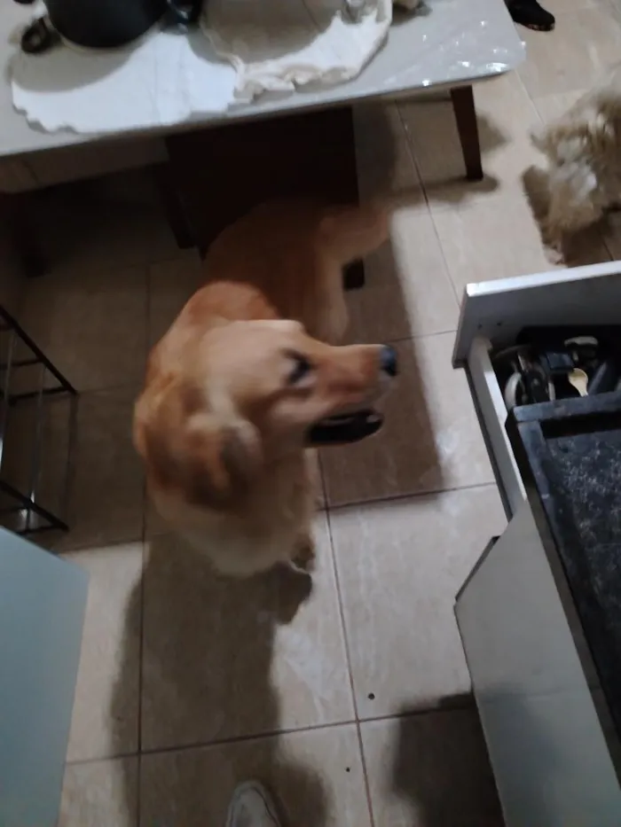Cachorro raça Labrador idade 1 ano nome não sei o nome