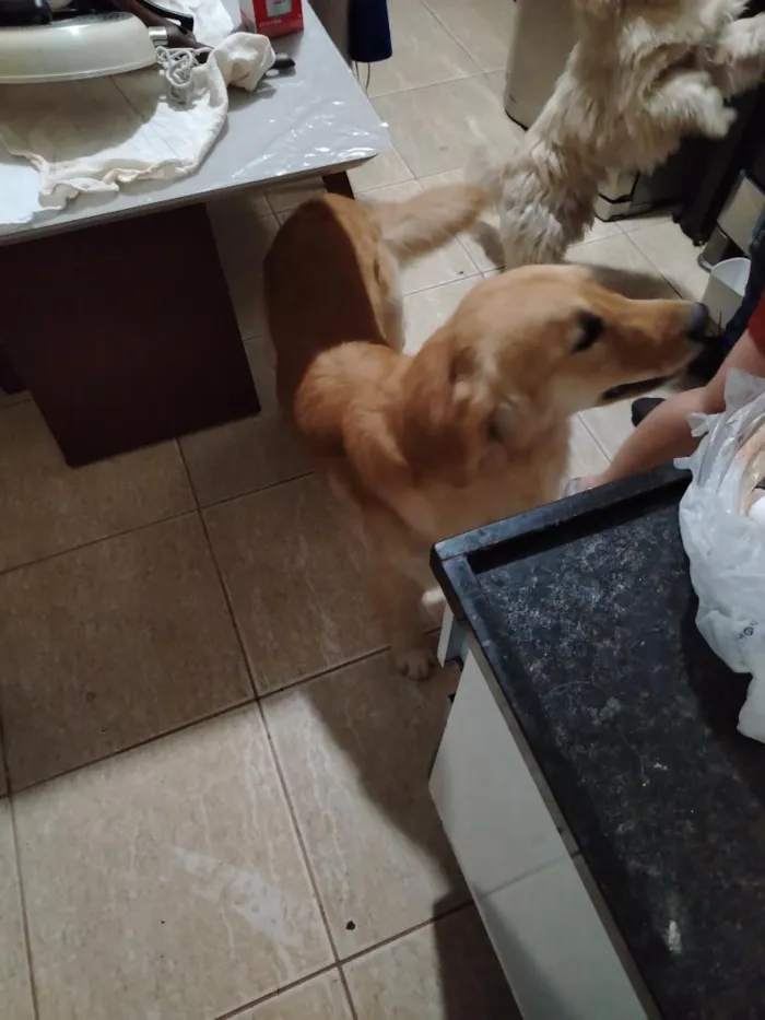 Cachorro raça Labrador idade 1 ano nome não sei o nome